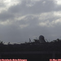 07_50-mast.jpg