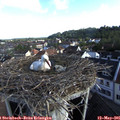 07_50-nest.jpg