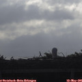 07_55-mast.jpg