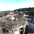 07_55-nest.jpg