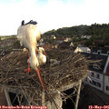 08_00-nest.jpg