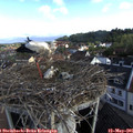 08_05-nest.jpg