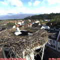 08_10-nest.jpg