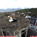 08_15-nest.jpg