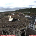 08_20-nest.jpg