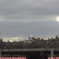 08_30-mast.jpg