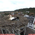 08_35-nest.jpg