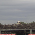 08_40-mast.jpg