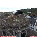 08_50-nest.jpg