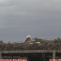 08_55-mast.jpg