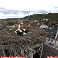 08_55-nest.jpg