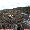 09_00-nest.jpg