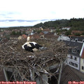 09_05-nest.jpg
