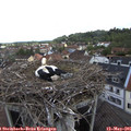 09_10-nest.jpg