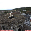 09_15-nest.jpg