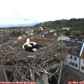 09_20-nest.jpg