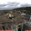 09_25-nest.jpg