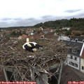 09_30-nest.jpg