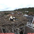 09_35-nest.jpg