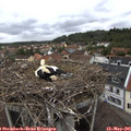 09_40-nest.jpg