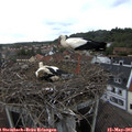 09_45-nest.jpg
