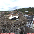 10_05-nest.jpg