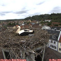 10_10-nest.jpg