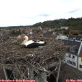 10_20-nest.jpg