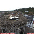 10_25-nest.jpg