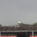 10_30-mast.jpg
