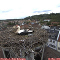 10_30-nest.jpg