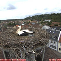 10_40-nest.jpg