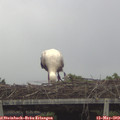 10_45-mast.jpg