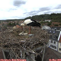 10_45-nest.jpg