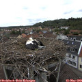 10_50-nest.jpg