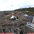 10_55-nest.jpg