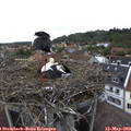 11_00-nest.jpg