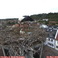11_05-nest.jpg