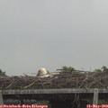 11_10-mast.jpg