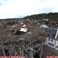 11_10-nest.jpg