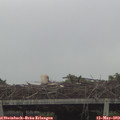 11_15-mast.jpg