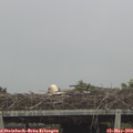 11_20-mast.jpg