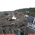 11_20-nest.jpg