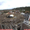 11_25-nest.jpg