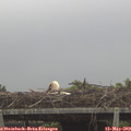 11_30-mast.jpg