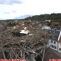 11_30-nest.jpg