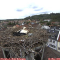 11_35-nest.jpg