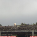 11_40-mast.jpg