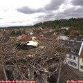 11_40-nest.jpg