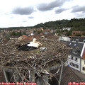 11_45-nest.jpg